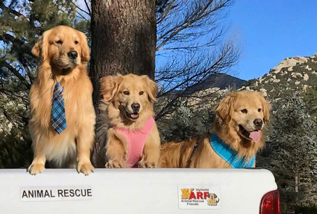 Dog appointed mayor of Idyllwild Town At California In USA