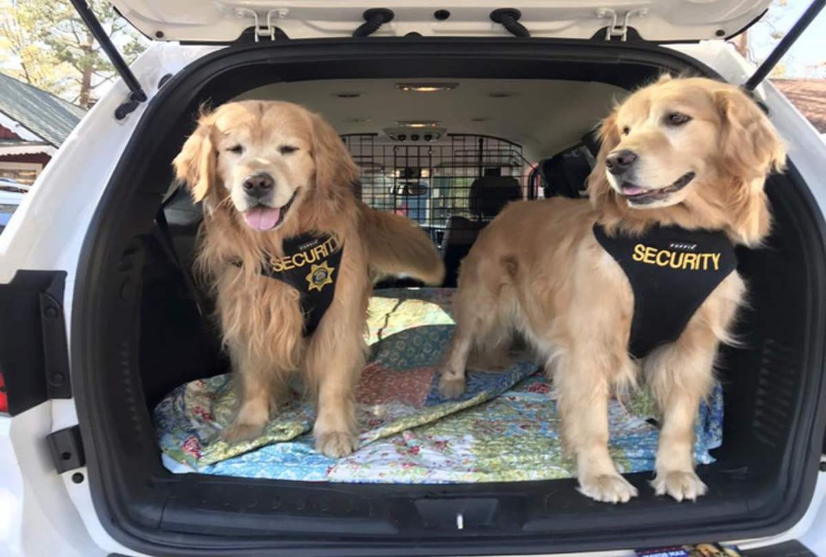 Dog appointed mayor of Idyllwild Town At California In USA