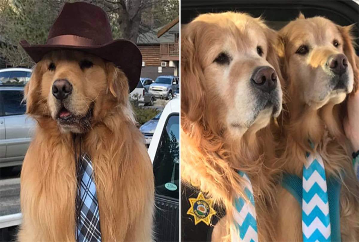 Dog appointed mayor of Idyllwild Town At California In USA
