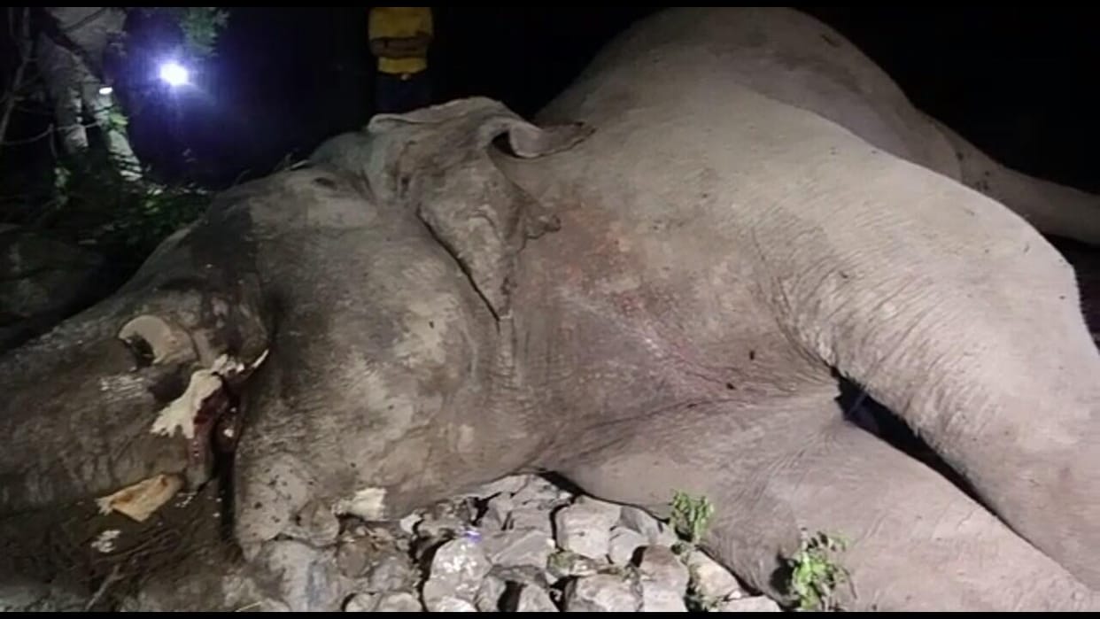 elephant found dead in dehradun thano forest both teeth missing