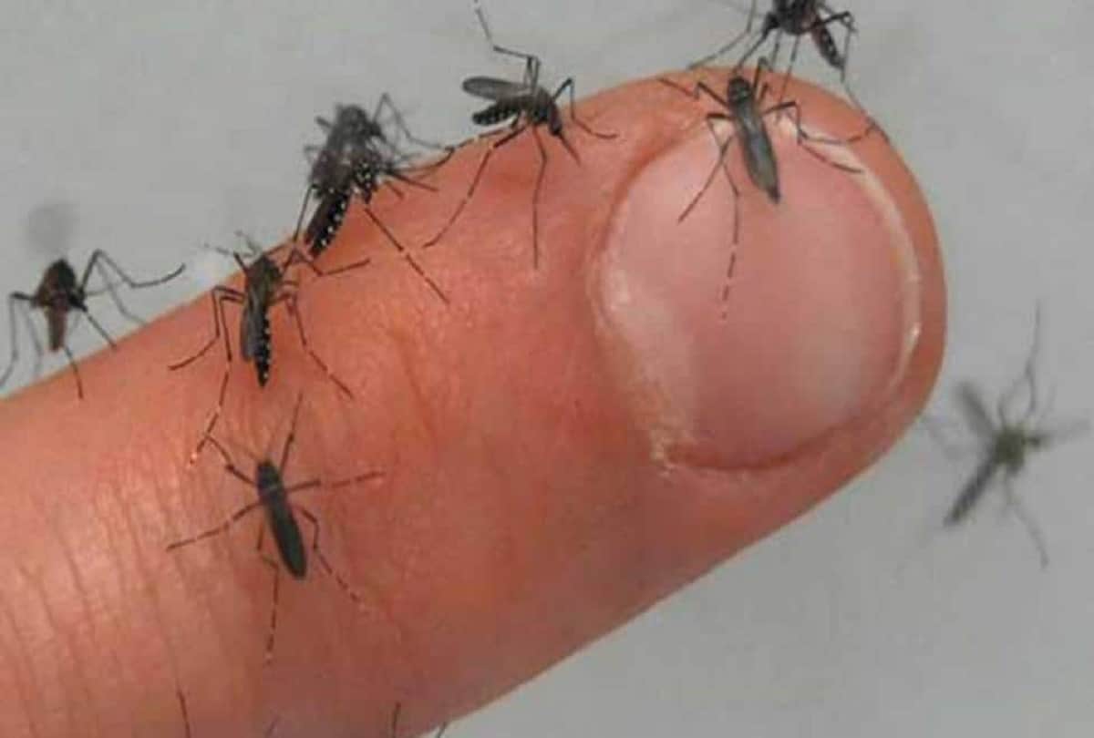 French animal rights activist urges people to allow mosquitoes to bite them