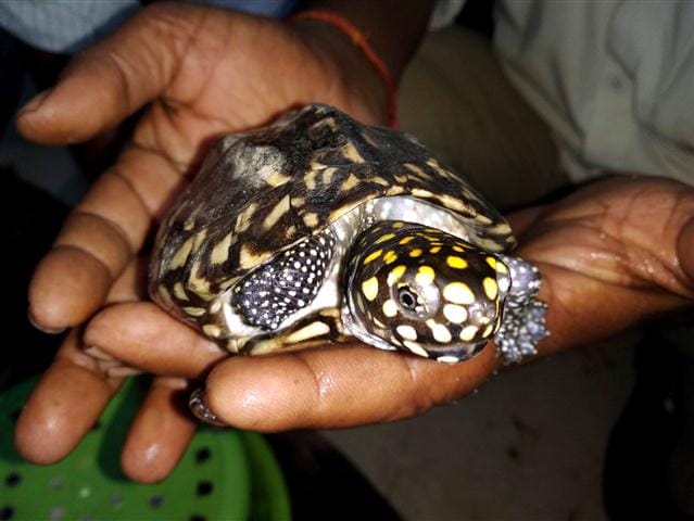 Caught smuggling turtles, price 50 thousand