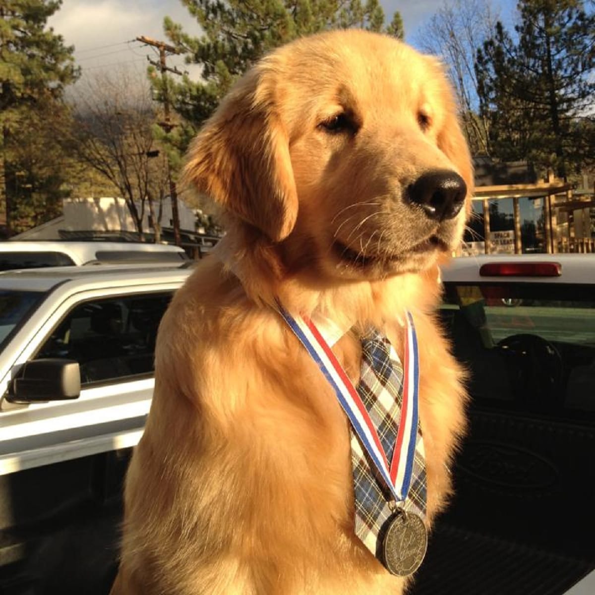 in america to save animals people of city elected dog as a mayor