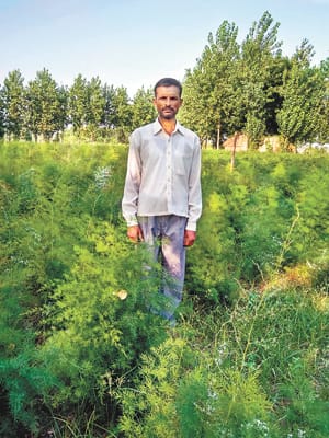 तुलसी, एलोवेरा व सतावर से बढ़ेगी आमदनी