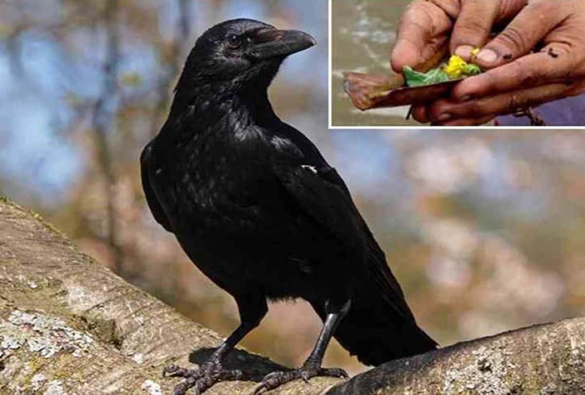 Crow importance in pitru paksha this reason to crow reproduction decrease