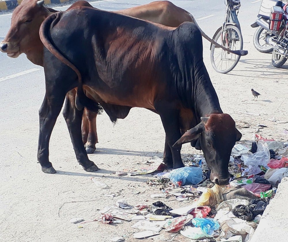 for 5 days not lifted rubbish in rudhauli