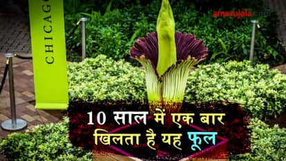 a flower blooms once in 10 years