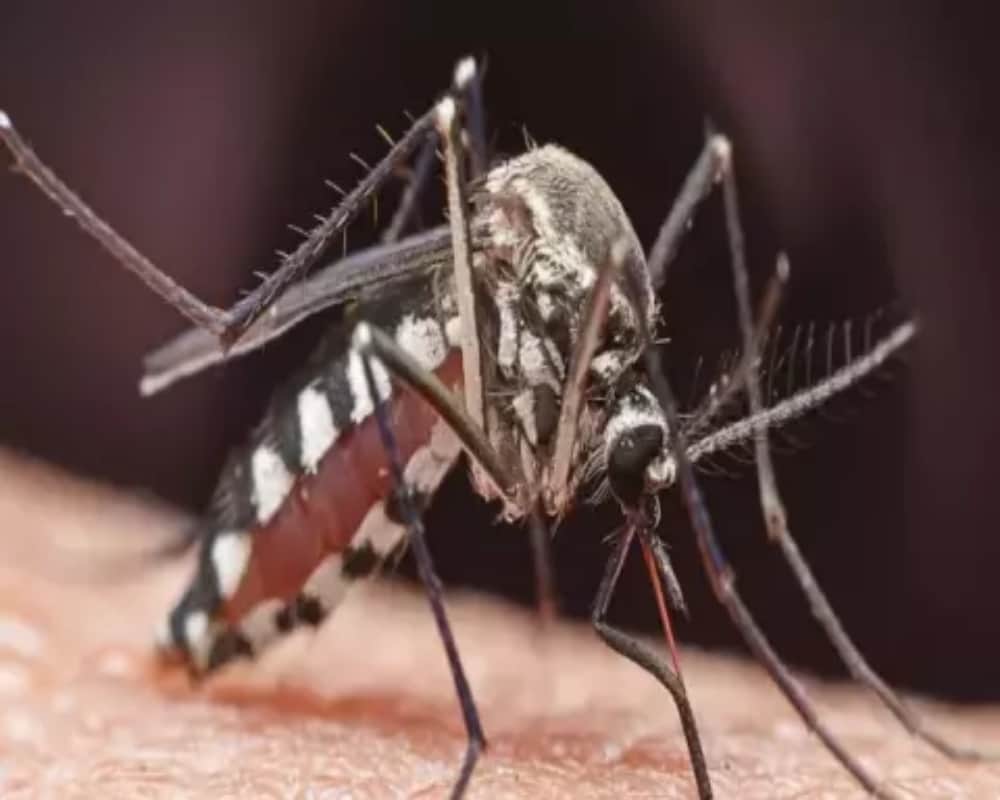 can dengue fever be sexually transmitted first case found in Spain
