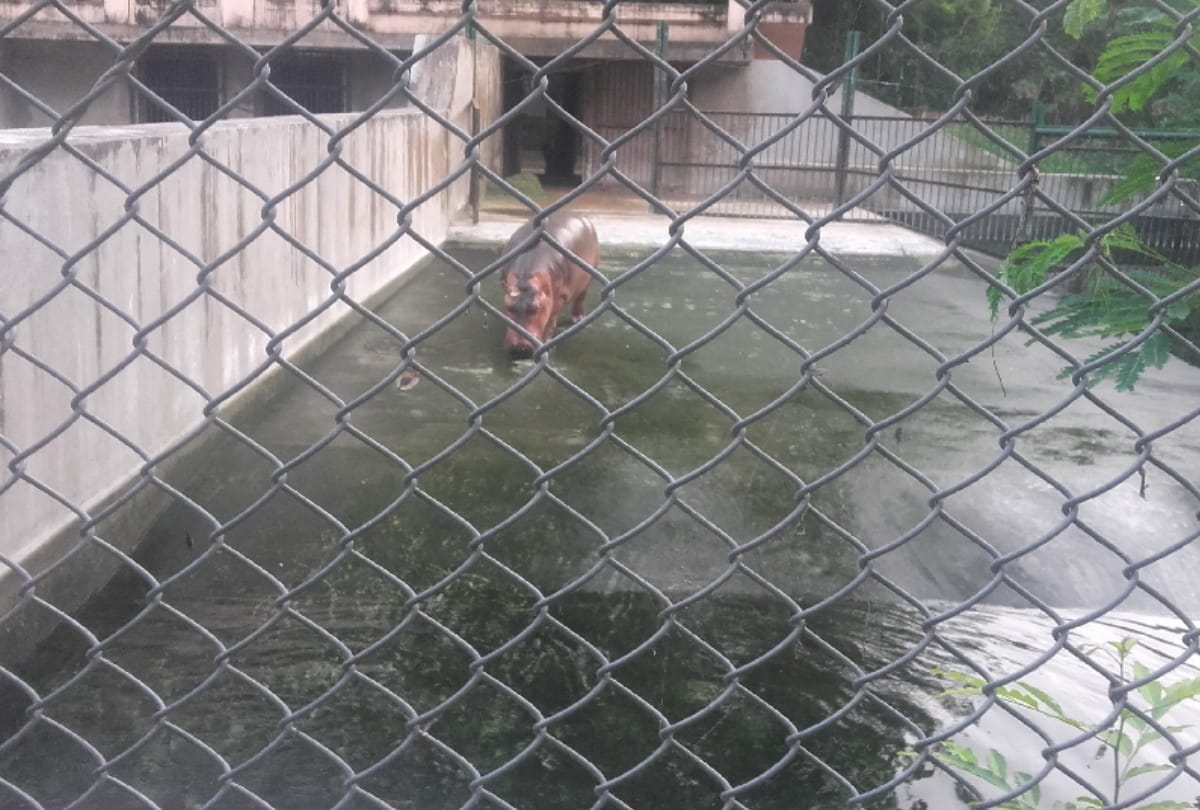 zoo administration is searching bride for hippo aditya