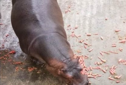 zoo administration is searching bride for hippo aditya