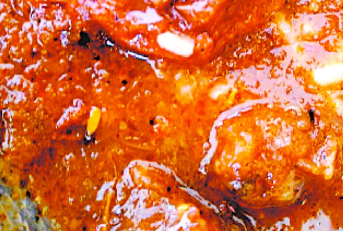 insects found in food of lucknow university central mess