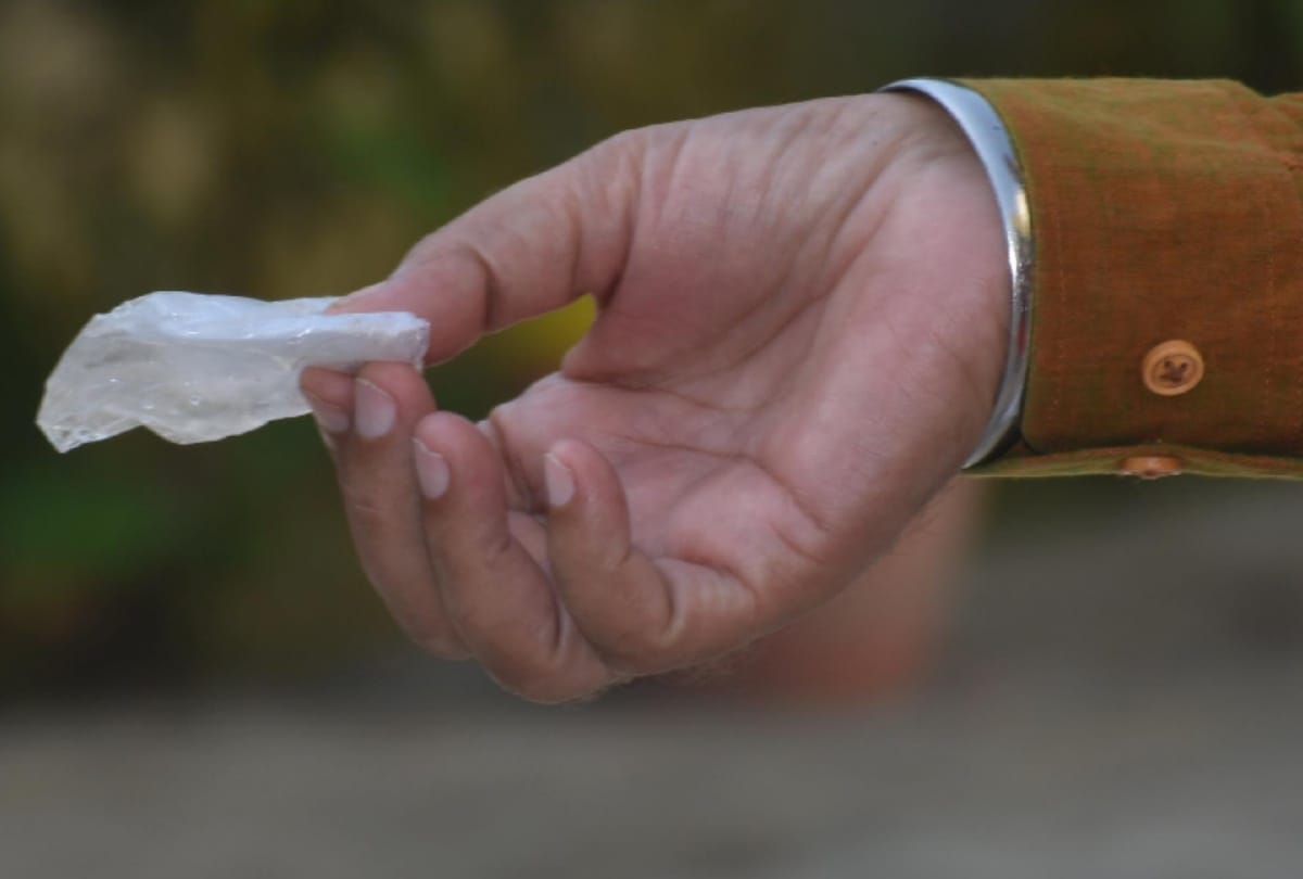 insects found in food of lucknow university central mess