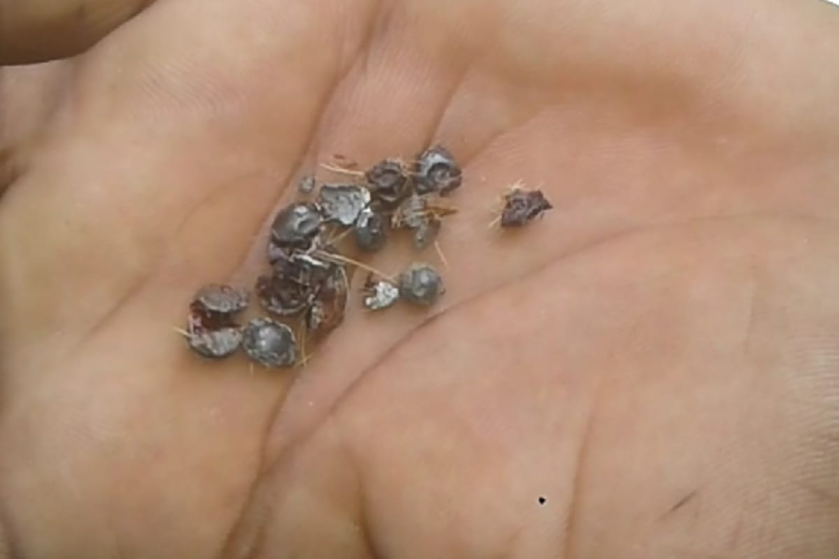 Two jawans got  artillery shrapnel in Police Training College, Daroh