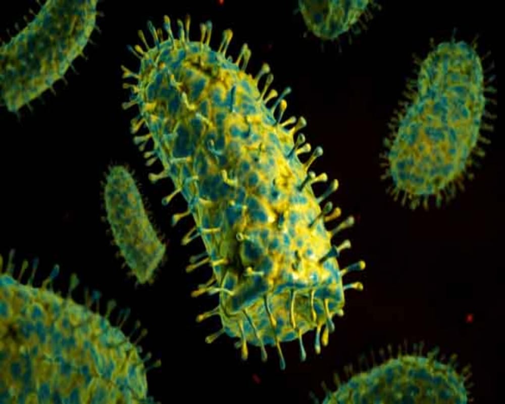 mosquito bite effects: La Crosse Encephalitis spread through mosquitoes bites