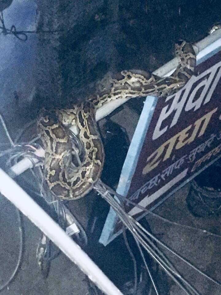 python found in haridwar ramghat