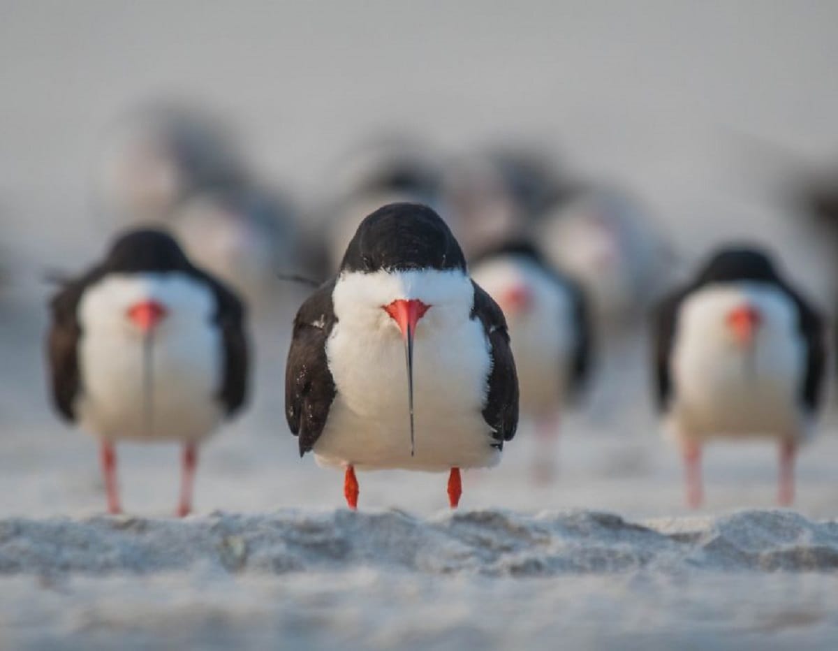 World Wildlife Photos Of 2018 have been announced