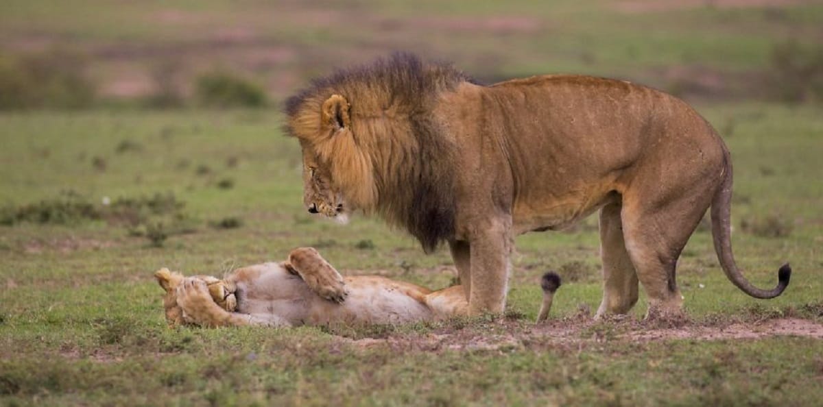 World Wildlife Photos Of 2018 have been announced