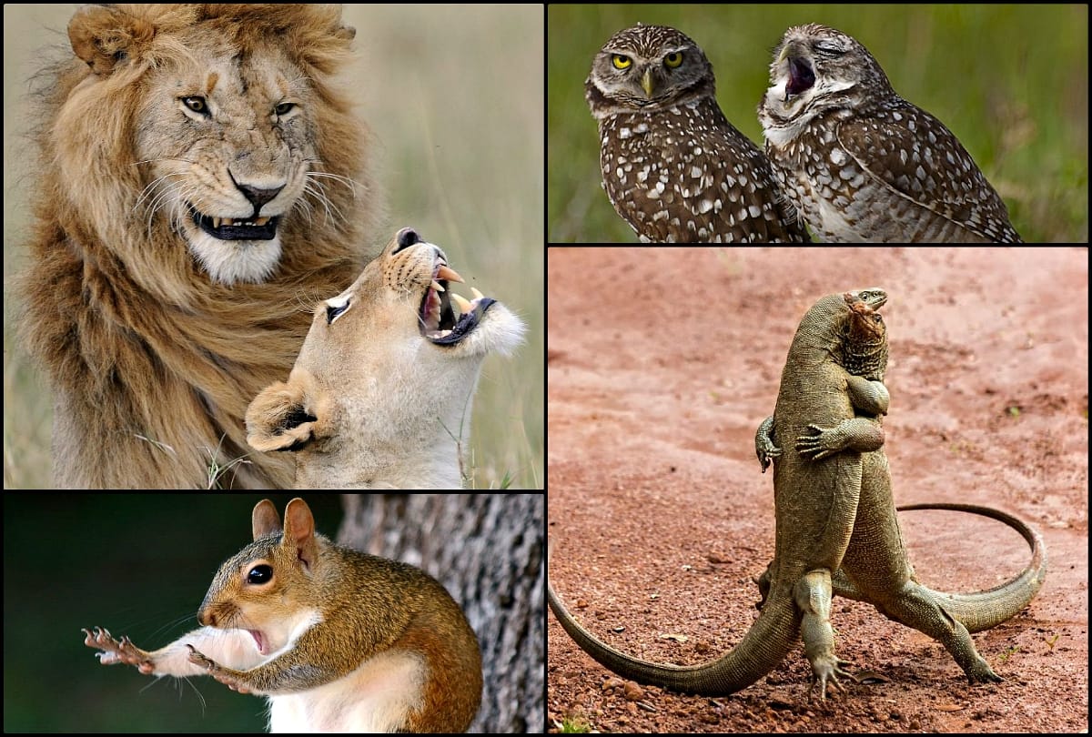 World Wildlife Photos Of 2018 have been announced