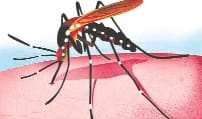 dengue ne chadaya vibhag ko khof ka fever