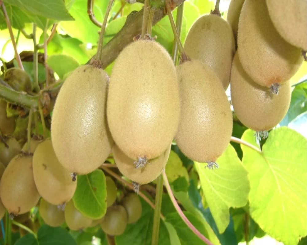 Horticulture: Himachal gardeners getting rich from kiwi as well as apple