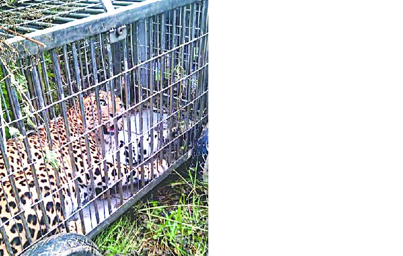 leopard on cage, villagers scared