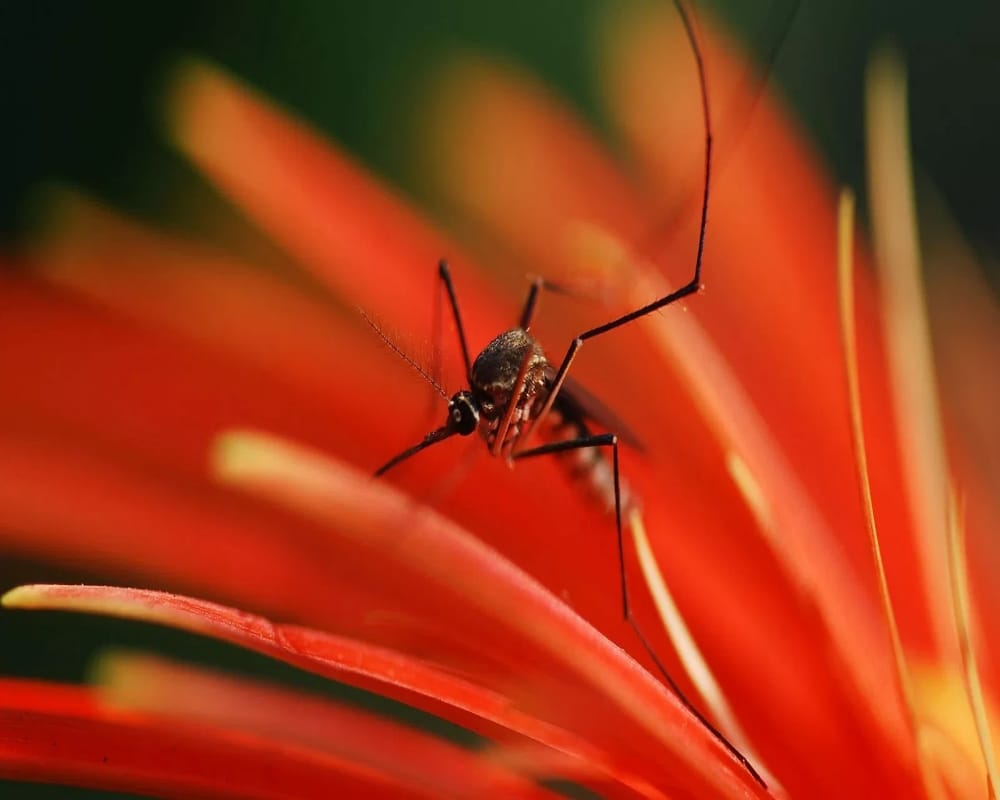 Plant that kills mosquito larva