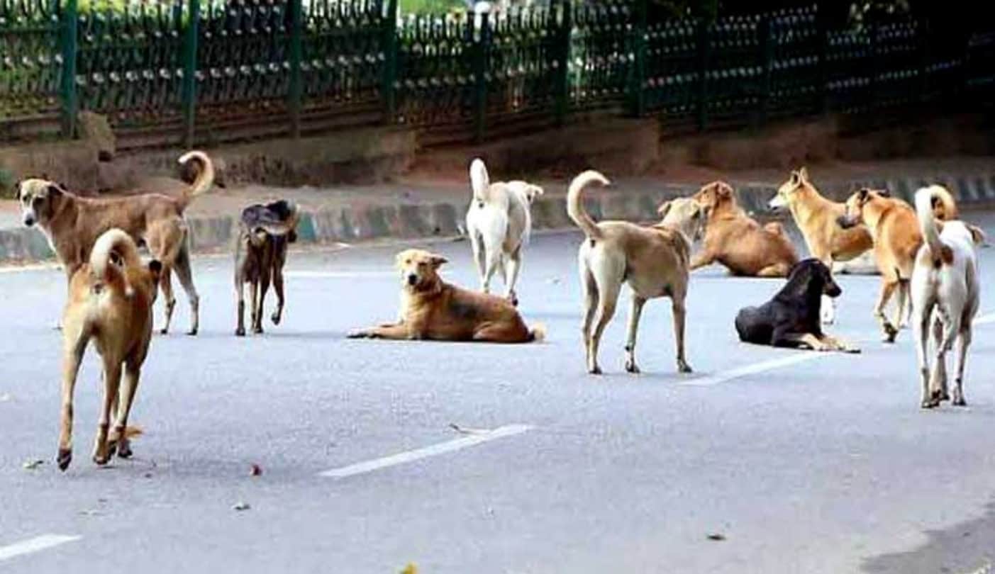 Women's Day 2019, Indian Army Soldier Wife Reshamjeet Kaur Working for Stray Dogs, Success Story