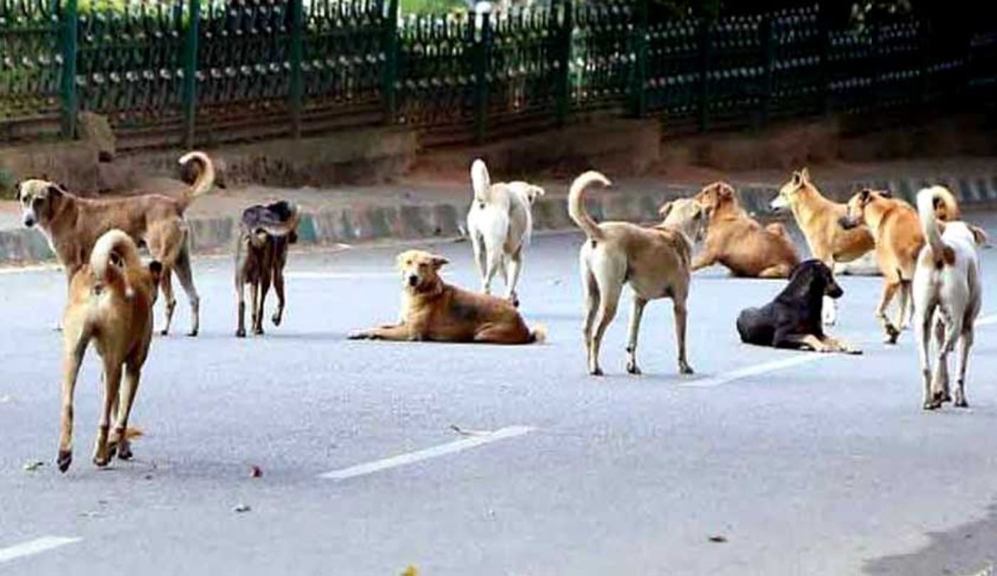 Mumbai woman charged more than 3 lakh rupees by society for feeding stray dogs