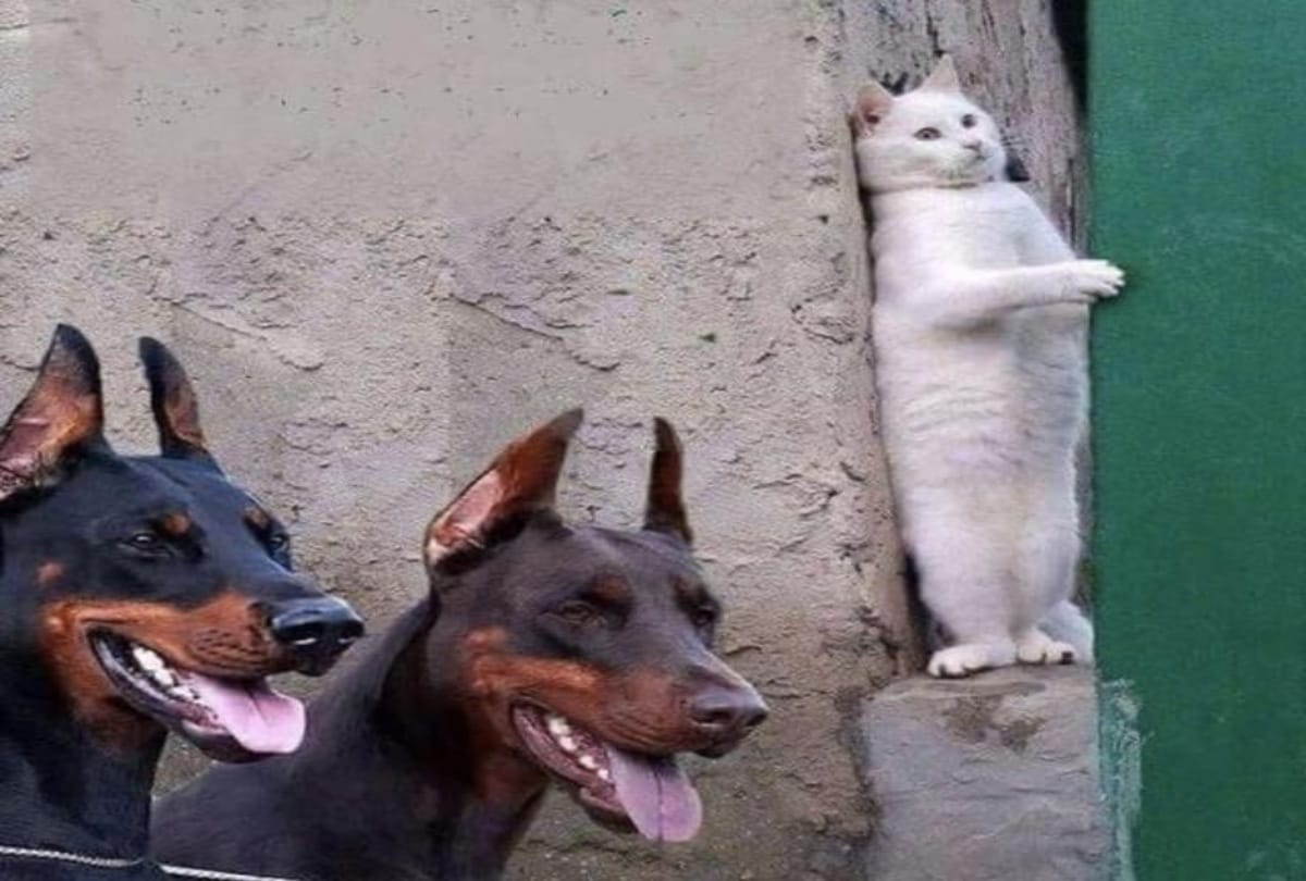 These Photos Proving That Cats Are Hilarious Creatures