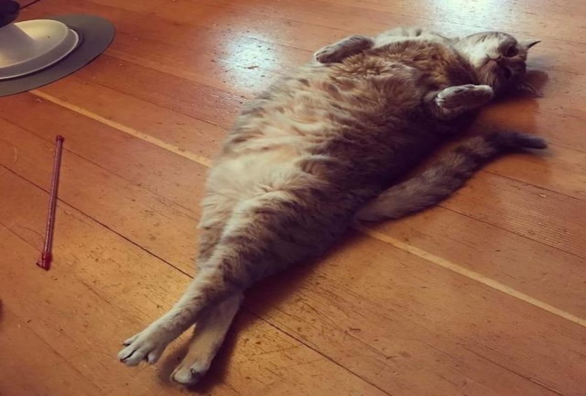 These Photos Proving That Cats Are Hilarious Creatures