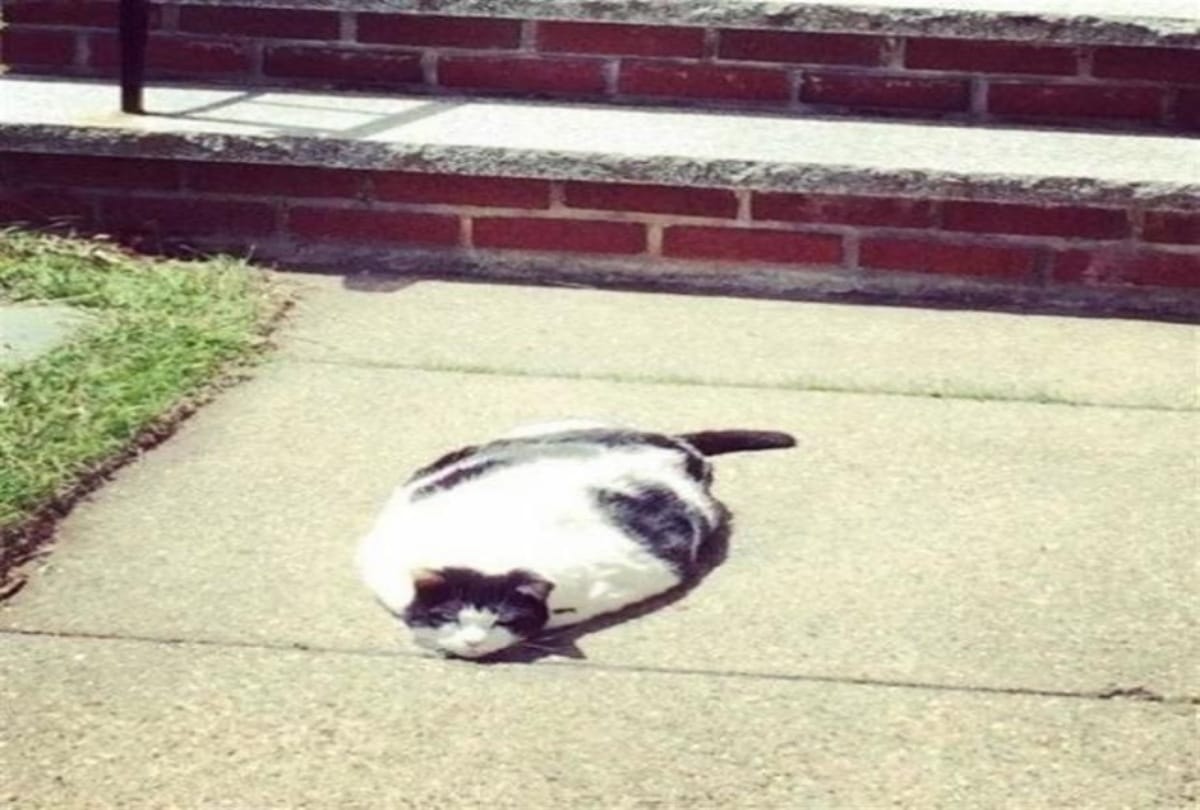 These Photos Proving That Cats Are Hilarious Creatures