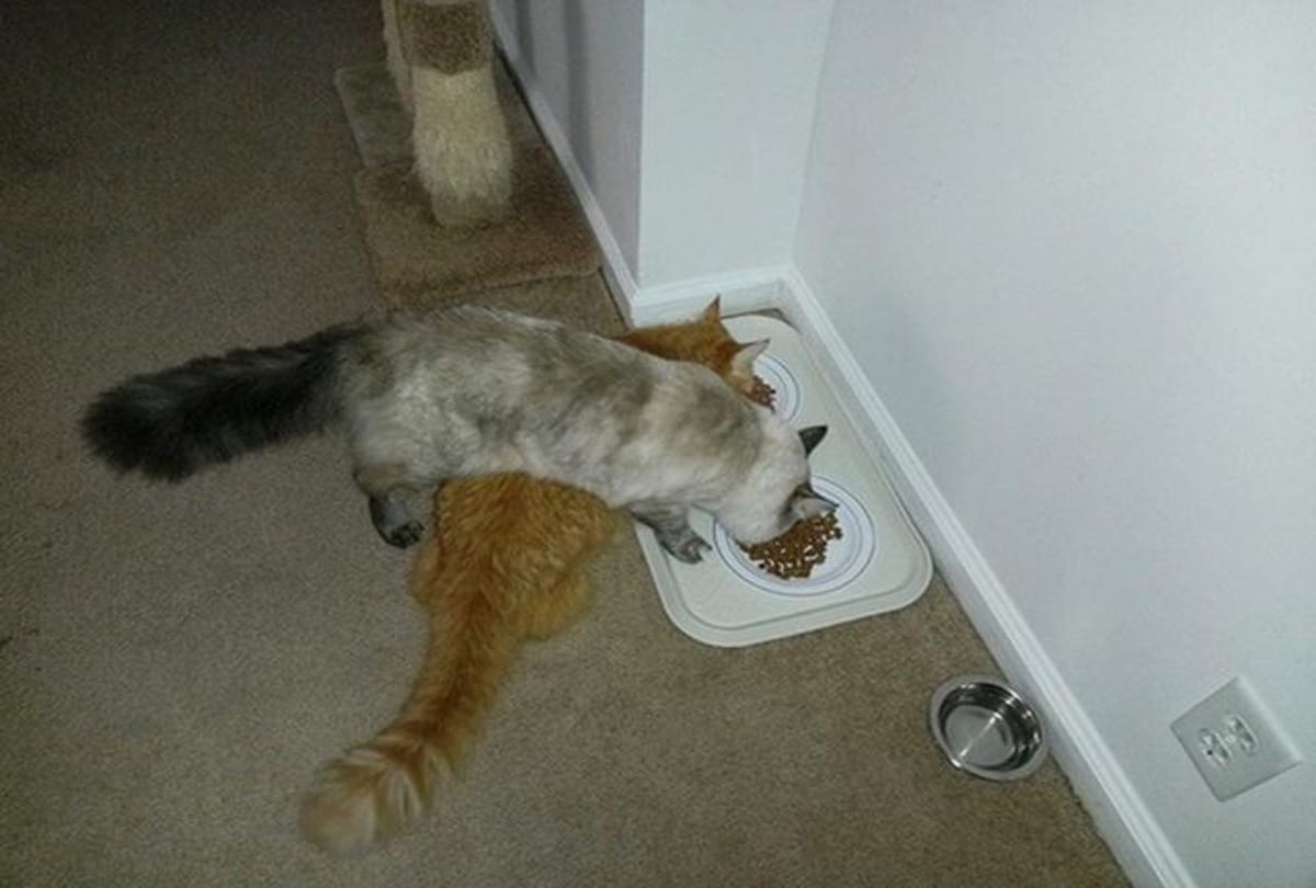 These Photos Proving That Cats Are Hilarious Creatures
