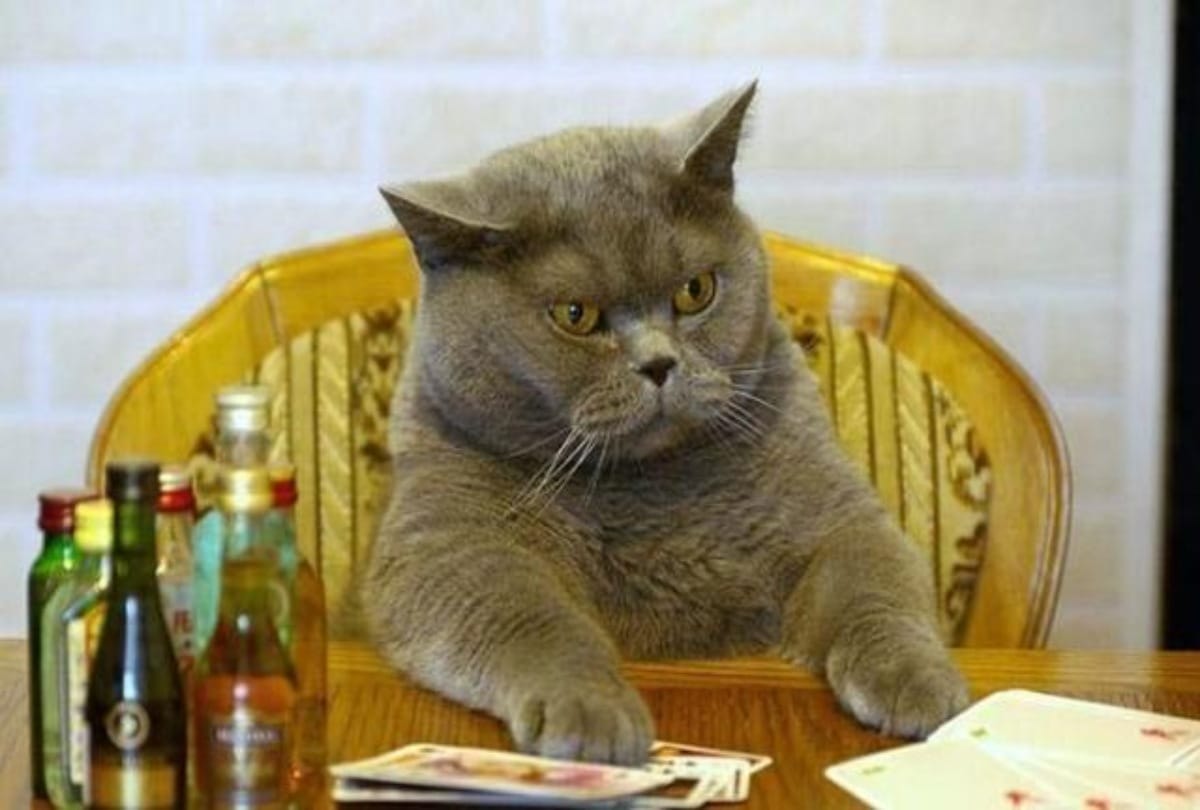 These Photos Proving That Cats Are Hilarious Creatures