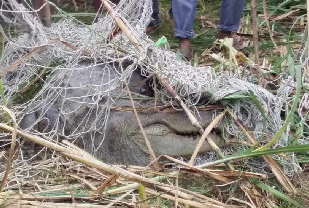 crocodile in village in bahraich.