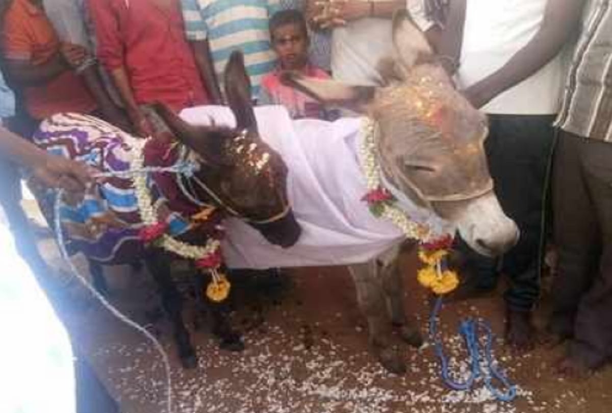 Karnataka villagers get lonely donkey married to solve his anger problems