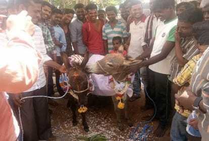 Karnataka villagers get lonely donkey married to solve his anger problems