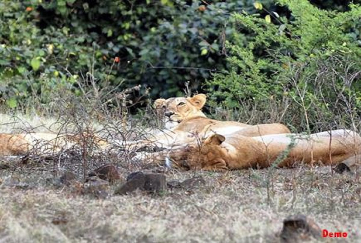 Three lions die due to train grip in Gujarat