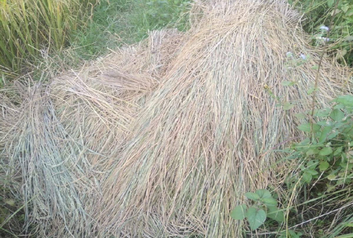 adulterated Paddy seed distributed to the farmers In the name of hybrid seed