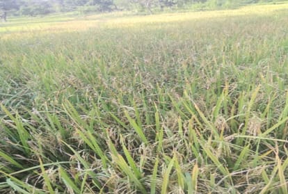 adulterated Paddy seed distributed to the farmers In the name of hybrid seed