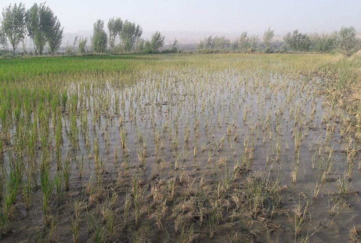 A salted river ruined Afghanistan