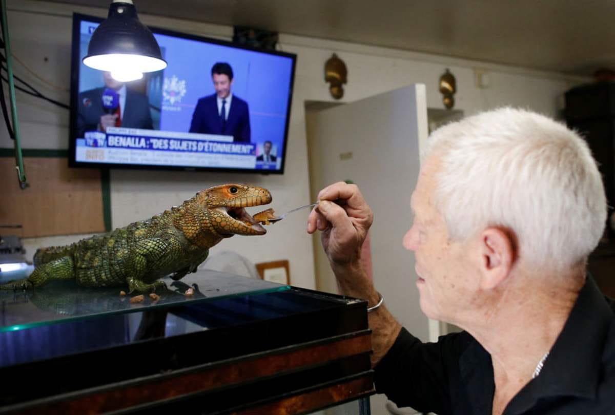 From king cobra to aligators this man pets 400 deadly reptiles in home