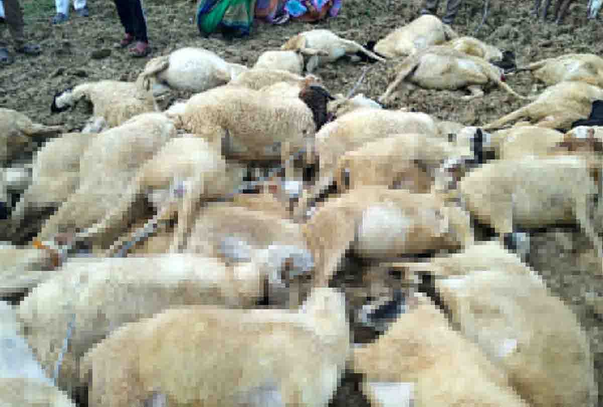 Electricity department's negligence took lives of sheep