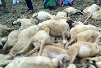 Electricity department's negligence took lives of sheep