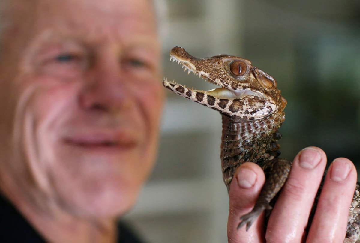 From king cobra to aligators this man pets 400 deadly reptiles in home