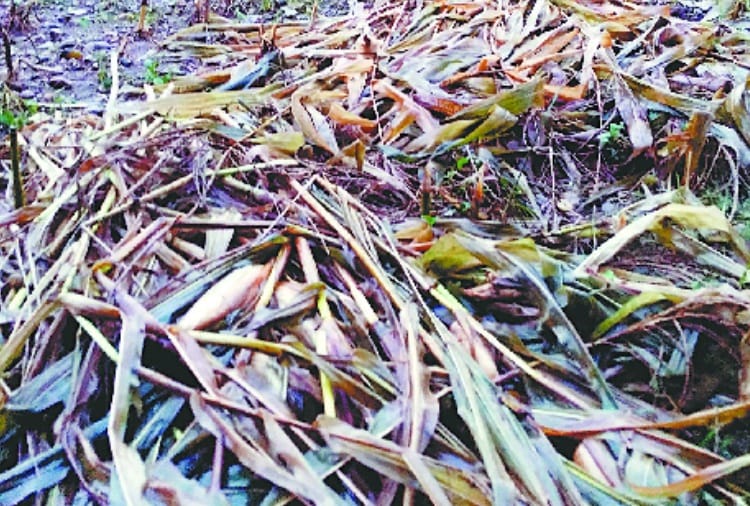 बारिश ने बढ़ाई किसानों की चिंता