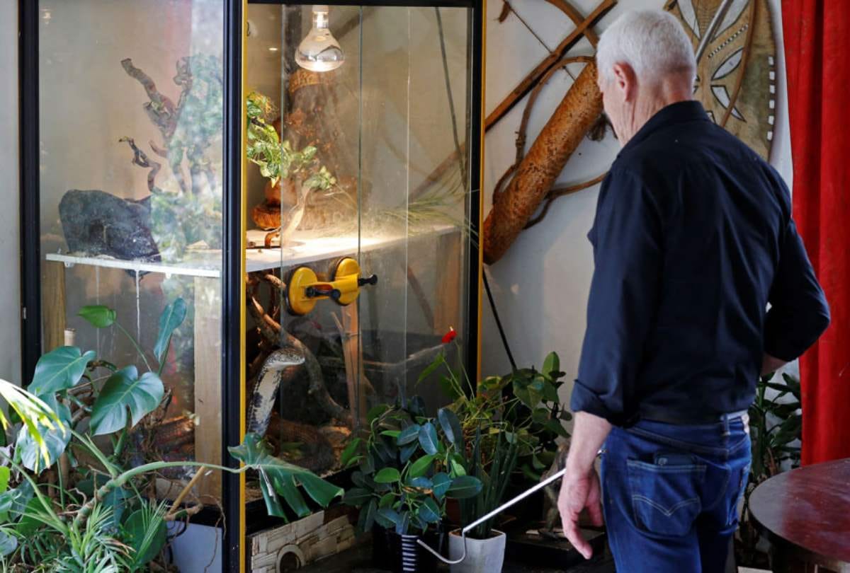 From king cobra to aligators this man pets 400 deadly reptiles in home