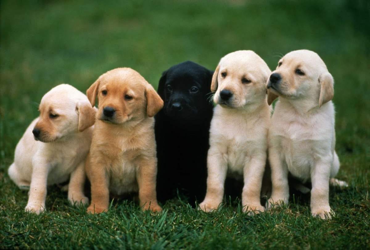 10 things about dogs everyone should know
