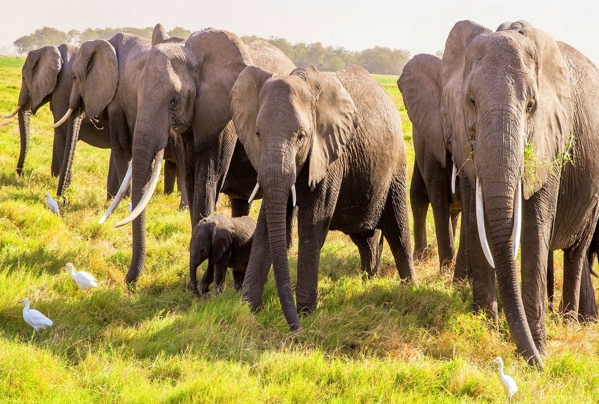 A team of wild elephants reached Sonbhadra again from Chhattisgarh