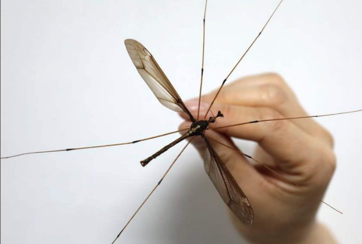 worlds tallest mosquito found in china