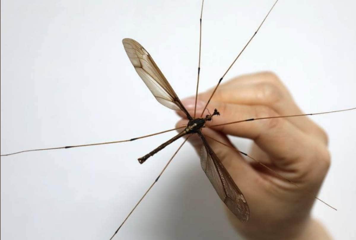 Know Why do mosquitoes make irritating buzzing noise